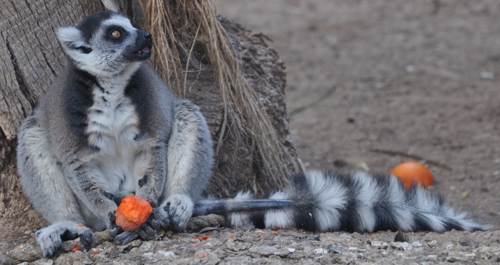ring-tailed lemur